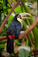 The green-billed toucan (Ramphastos dicolorus),, is  found in southern Brazil