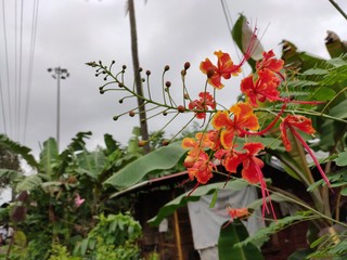 flowers in the garden
