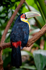 The green-billed toucan (Ramphastos dicolorus),, is  found in southern Brazil