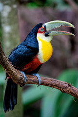 The green-billed toucan (Ramphastos dicolorus),, is  found in southern Brazil