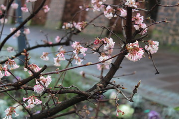 pink cherry blossom