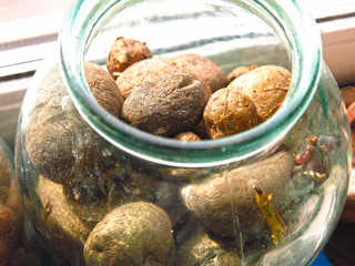 potatoes in a jar on the window grow for planting in the ground