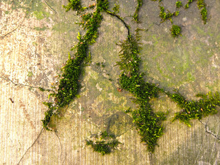 old beige cardboard with green moss for background
