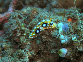 The amazing and mysterious underwater world of Indonesia, North Sulawesi, Manado, sea slug