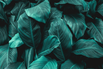 leaves of Spathiphyllum cannifolium, abstract green texture, nature background, tropical leaf