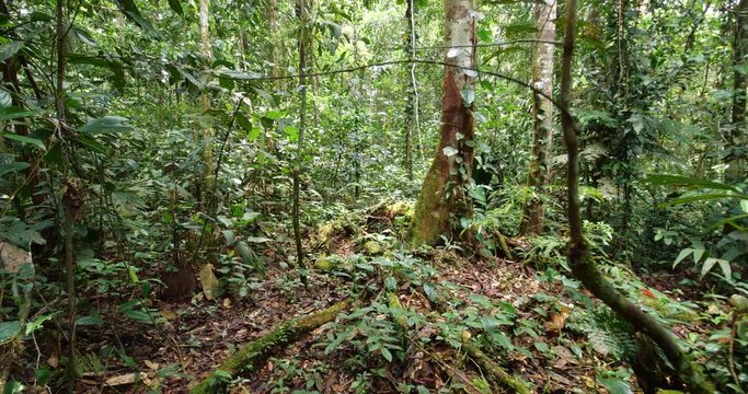 Walking through pristine Amazonian rainforest in Yasuni National Park, the Ecuadorian Amazon