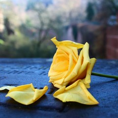 yellow rose on a wooden table