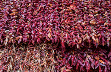  Dried peppers in the Mercado dos Lavradores, Funchal, Madeira, Portugal
