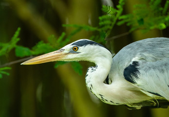 Grey Heron portrait (Ardea cinerea)