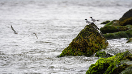birds on rocks covered with seagrass and mud on the ocean coast