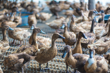 Group of ducks in farm, traditional farming in Thailand.