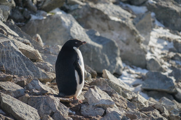 Penguin Standing on Rocks