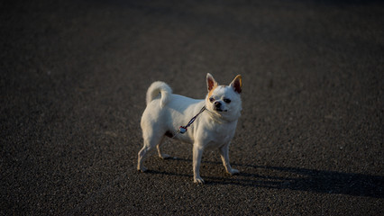 little sweet domestic dog, Chihuahua