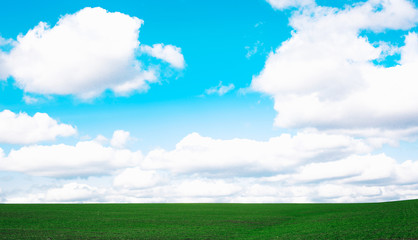 Fototapeta premium Meadow field wheat hill with white clouds and blue sky, A beautiful summer landscape of the hills.