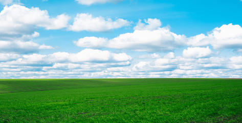 Meadow field wheat hill with white clouds and blue sky, A beautiful summer landscape of the hills.