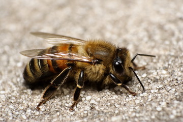 Honey Bee resting macro close up