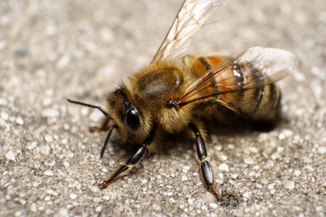 Honey Bee resting macro close up