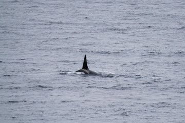 Orca Fin in the wild