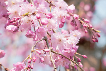 鮮やかな桃色の枝垂桜