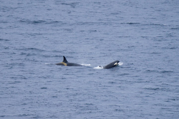 Two Orca Whales in the Water