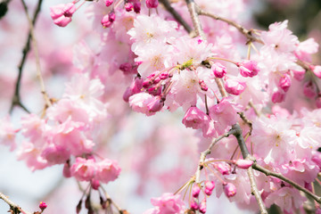 鮮やかな桃色の枝垂桜