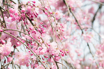 鮮やかな桃色の枝垂桜