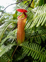 Tropical pitcher, Nepentes, placed on a table