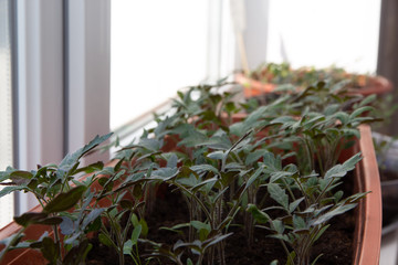 Growing seedlings on the windowsill in the apartment or at home