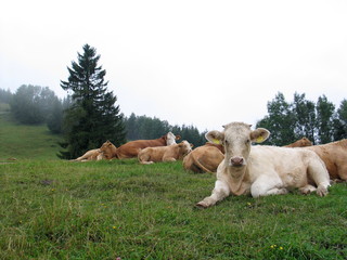Obraz premium Hohe Dirn - Losenstein - Austria
