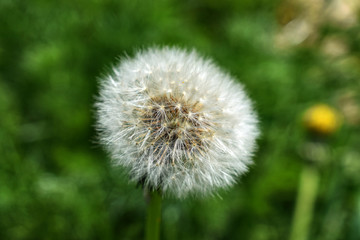 Dandelion close up in spring time