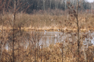 Spring landscape of river bank in beautiful colours, birds flying over water surface