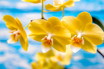 A branch of yellow orchids on a blue wooden background
