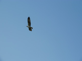 White-tailed eagle.Volga Delta. Astrakhan region.Wildlife Russia.