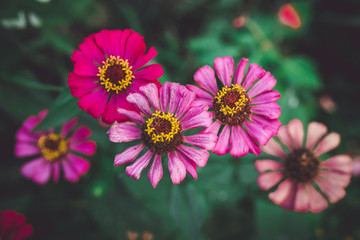 Fototapeta premium pink cosmos flower