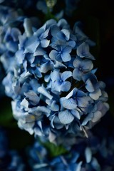 鮮やかな紫陽花