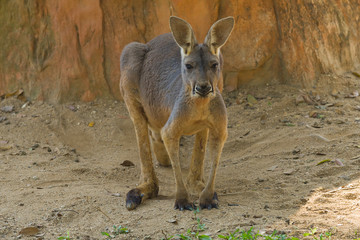 Big Red Kangaroo (Macropus Rufus) close-up © sikaraha