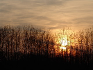 Fototapeta na wymiar sunset on the forest