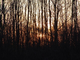 sunset in the forest