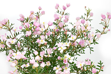 Boronia anemonifolia auf hellem Hintergrund