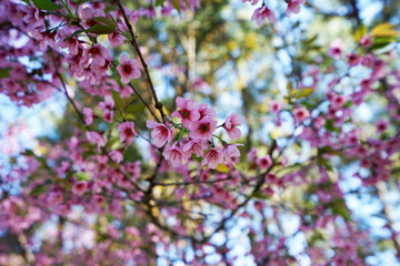 Close up wild Himalayan cherry flower (Sour cherry) 