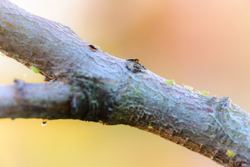 Green aphids on tree branch