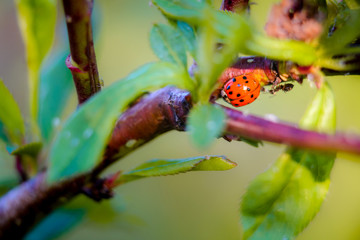 Ladybug insect on natural condition