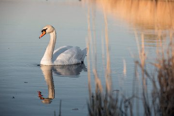 Swan on the spring pond swims.