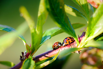 Ladybug insect on natural condition