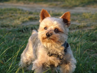 yorkshire terrier 