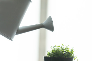 部屋の中で観葉植物にジョロで水やりをするアップ