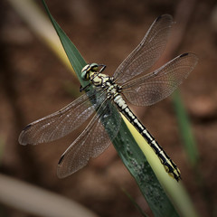 dragonfly, insect, damselfly, nature, macro, blue, green, animal, wildlife, bug, wings, wing, grass, fly, closeup, summer, leaf, insects, fauna, wild, beautiful, close-up, odonata, eye, dragon