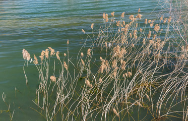 Outdoor green lake and yellow reeds
