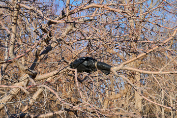 Picture of tree graft on branch using black plastic in Texas