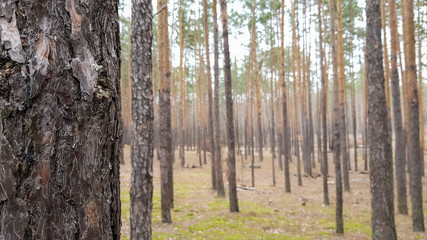Nature background Pine forest in autumn. Beautiful landscape